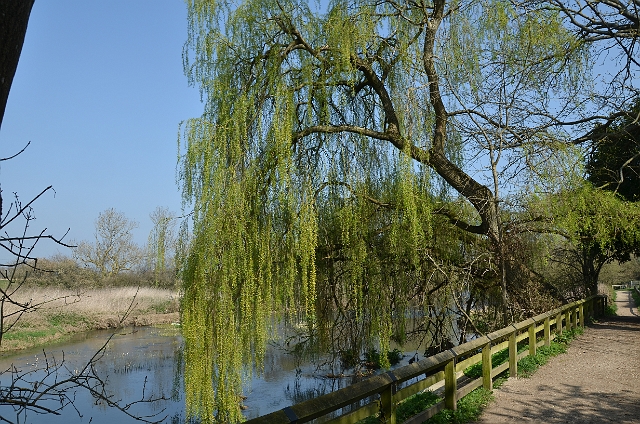 30 03 12_9282.JPG - RIVER STOUR - DORSET